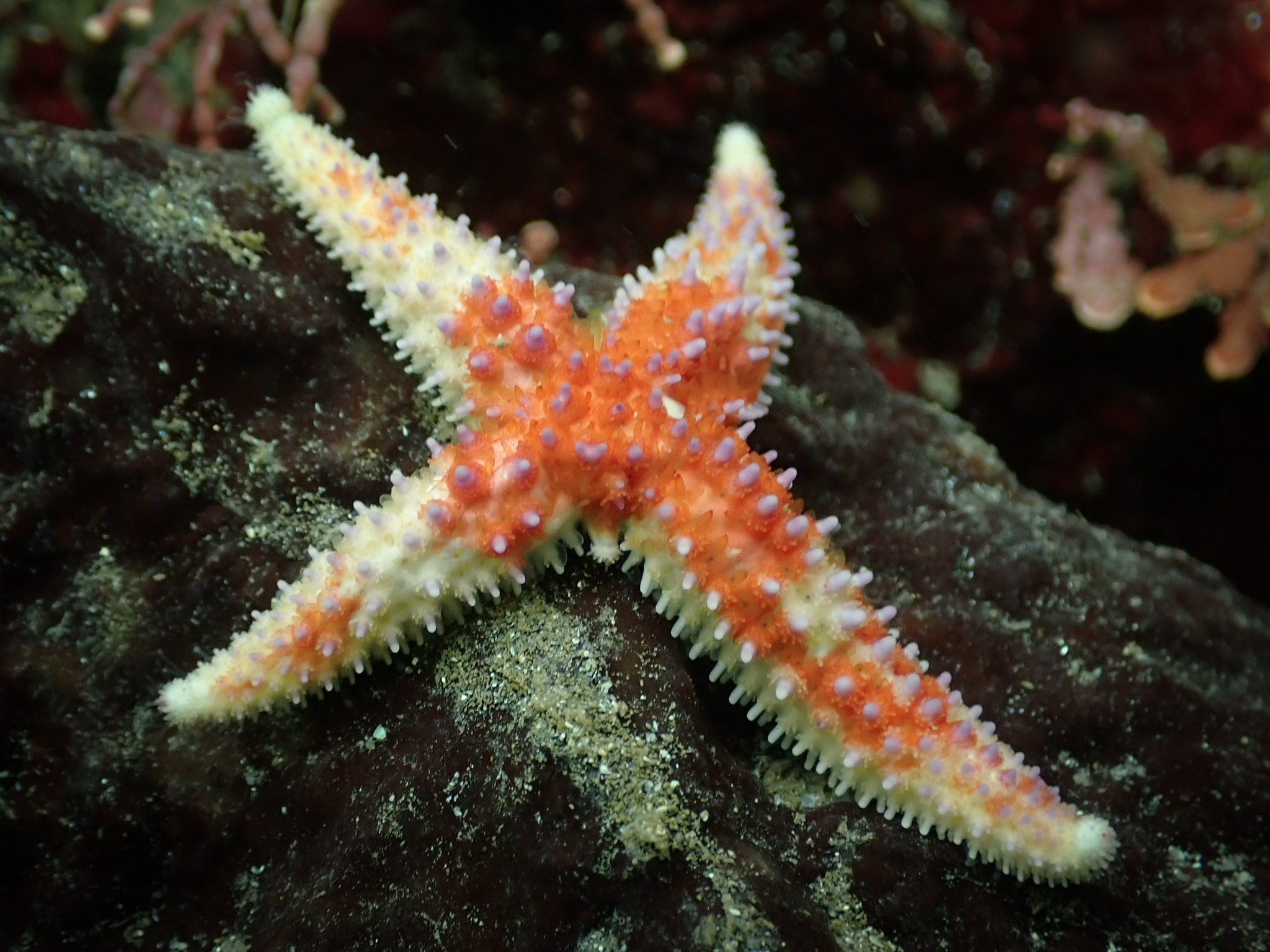Orthasterias koehleri (deLoriol, 1897)
