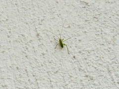 Leptophyes punctatissima