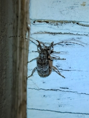 Ecyrus