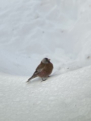 Leucosticte tephrocotis littoralis
