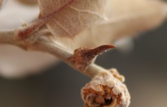 Disholcaspis pedunculoides