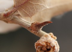 Disholcaspis pedunculoides