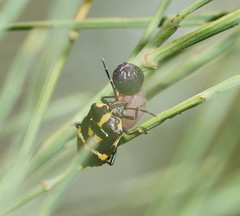 Aplerotus maculatus