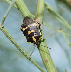 Aplerotus maculatus