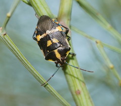 Aplerotus maculatus