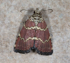 Phoenicophanta modestula