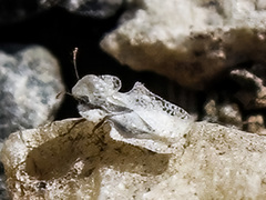 Corythucha immaculata