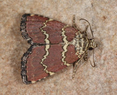 Phoenicophanta modestula