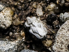 Corythucha immaculata