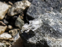 Corythucha immaculata