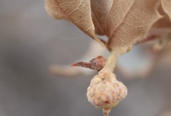 Disholcaspis pedunculoides