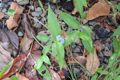 Commelina ensifolia