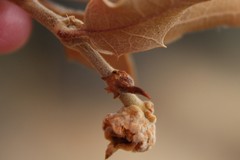 Disholcaspis pedunculoides