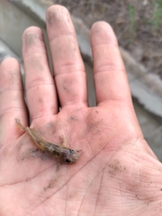 Pimelodella laticeps