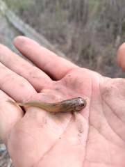 Pimelodella laticeps