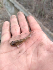 Pimelodella laticeps