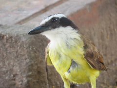 Pitangus sulphuratus