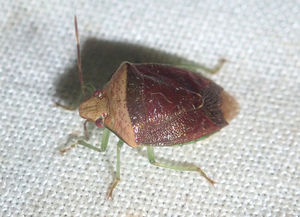Banasa panamensis