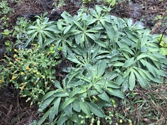 Crepidiastrum lanceolatum