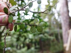 Melicytus micranthus