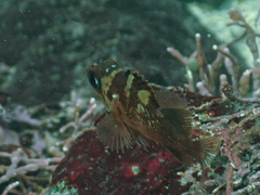 Sebastes caurinus