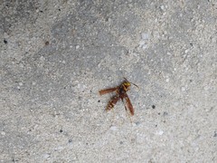 Polistes bequaertellus
