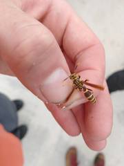 Polistes bequaertellus