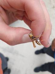 Polistes bequaertellus