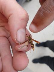 Polistes bequaertellus