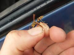 Polistes bequaertellus