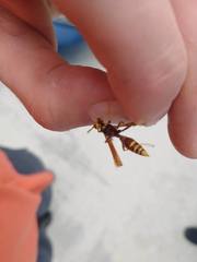 Polistes bequaertellus