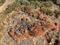 Borya constricta