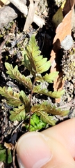 Cheilanthes nitidula