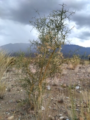 Hualania colletioides