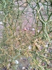 Hualania colletioides