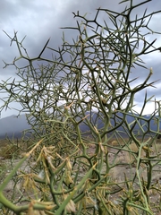 Hualania colletioides