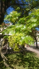 Acer platanoides