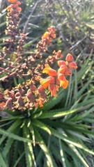 Dyckia encholirioides