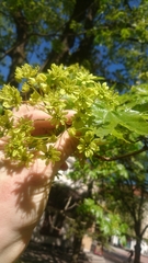 Acer platanoides