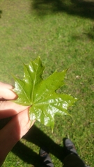 Acer platanoides