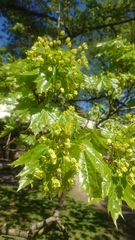 Acer platanoides