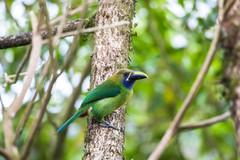 Aulacorhynchus prasinus caeruleogularis