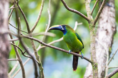 Aulacorhynchus prasinus caeruleogularis