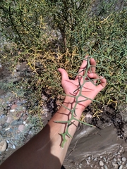 Hualania colletioides