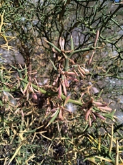 Hualania colletioides