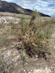 Hualania colletioides