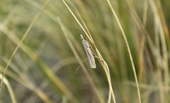Orocrambus ramosellus