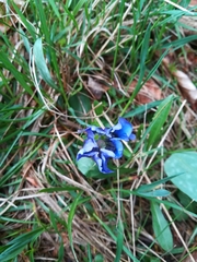 Gentiana clusii