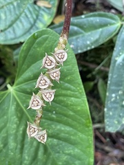 Bertolonieae