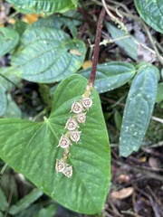 Bertolonieae
